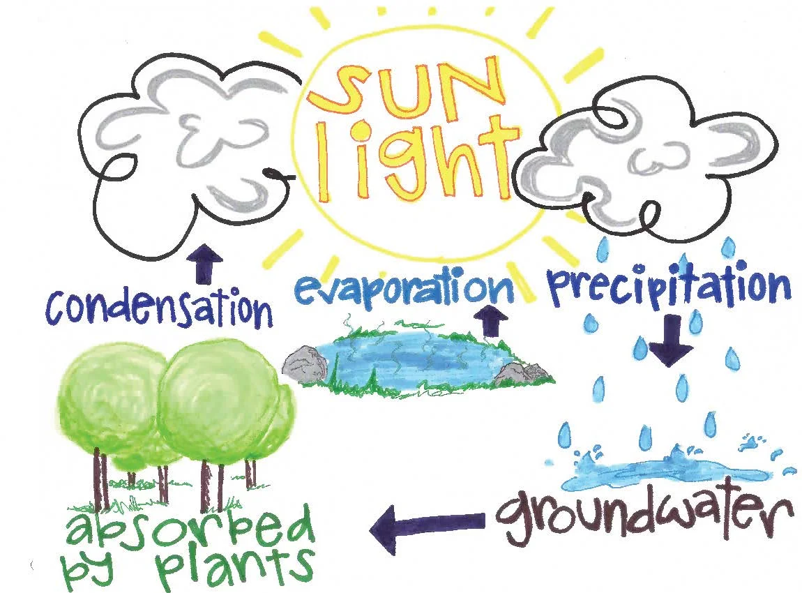 Drawing by Ally Levine adopted from realtrees4kids