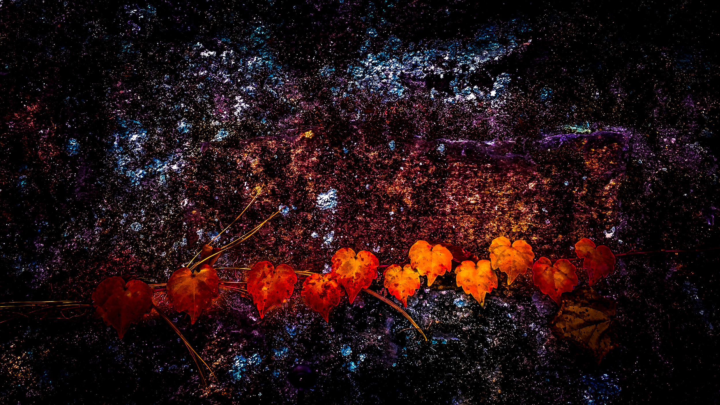 Clifford Pickett Photography iPhone-14.jpg