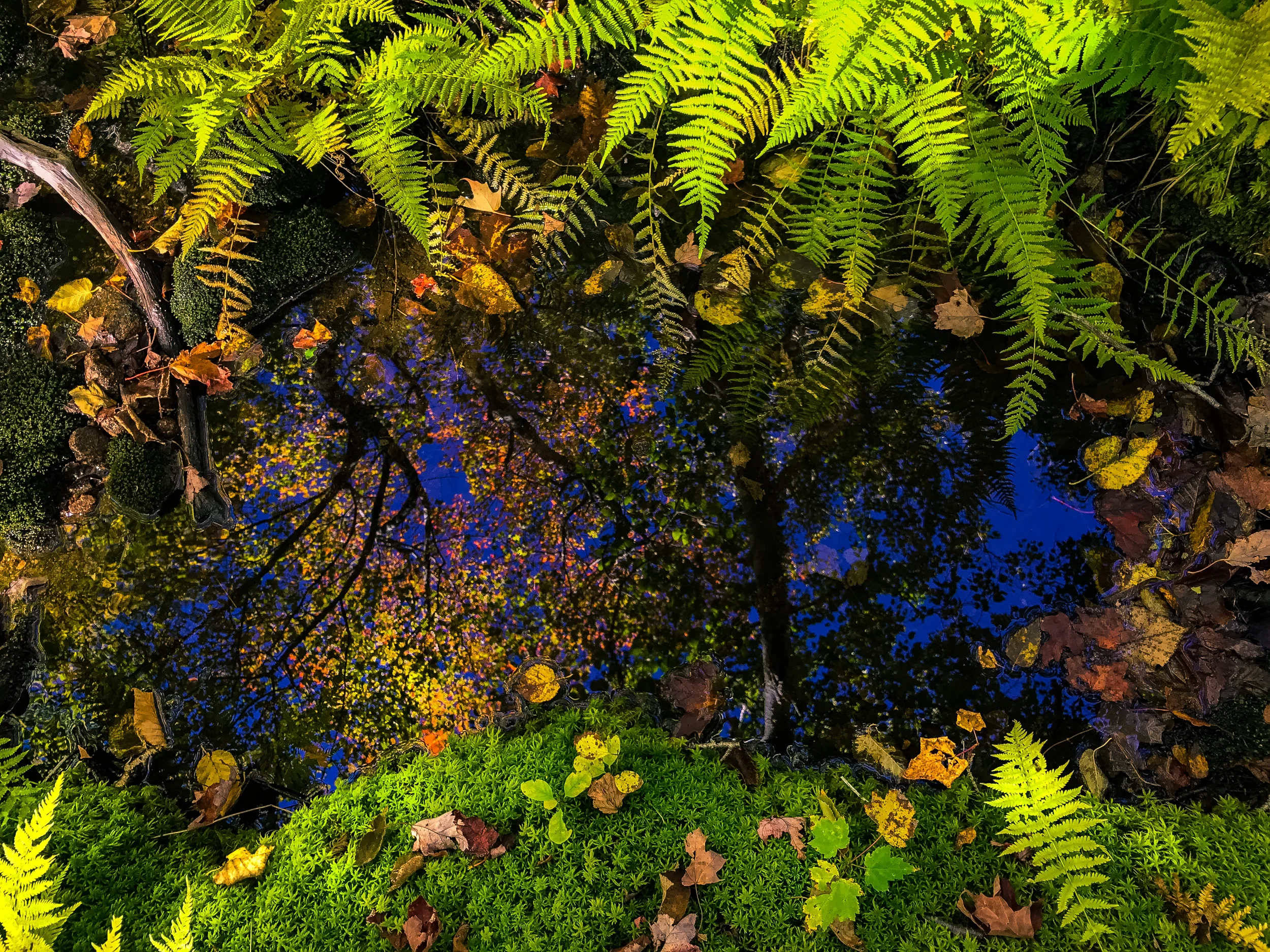 Clifford Pickett Photography iPhone-50.jpg