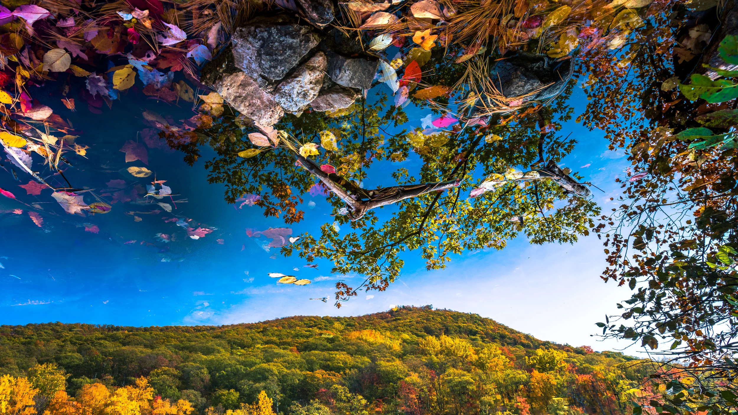 Clifford Pickett Photography Autumn-2.jpg