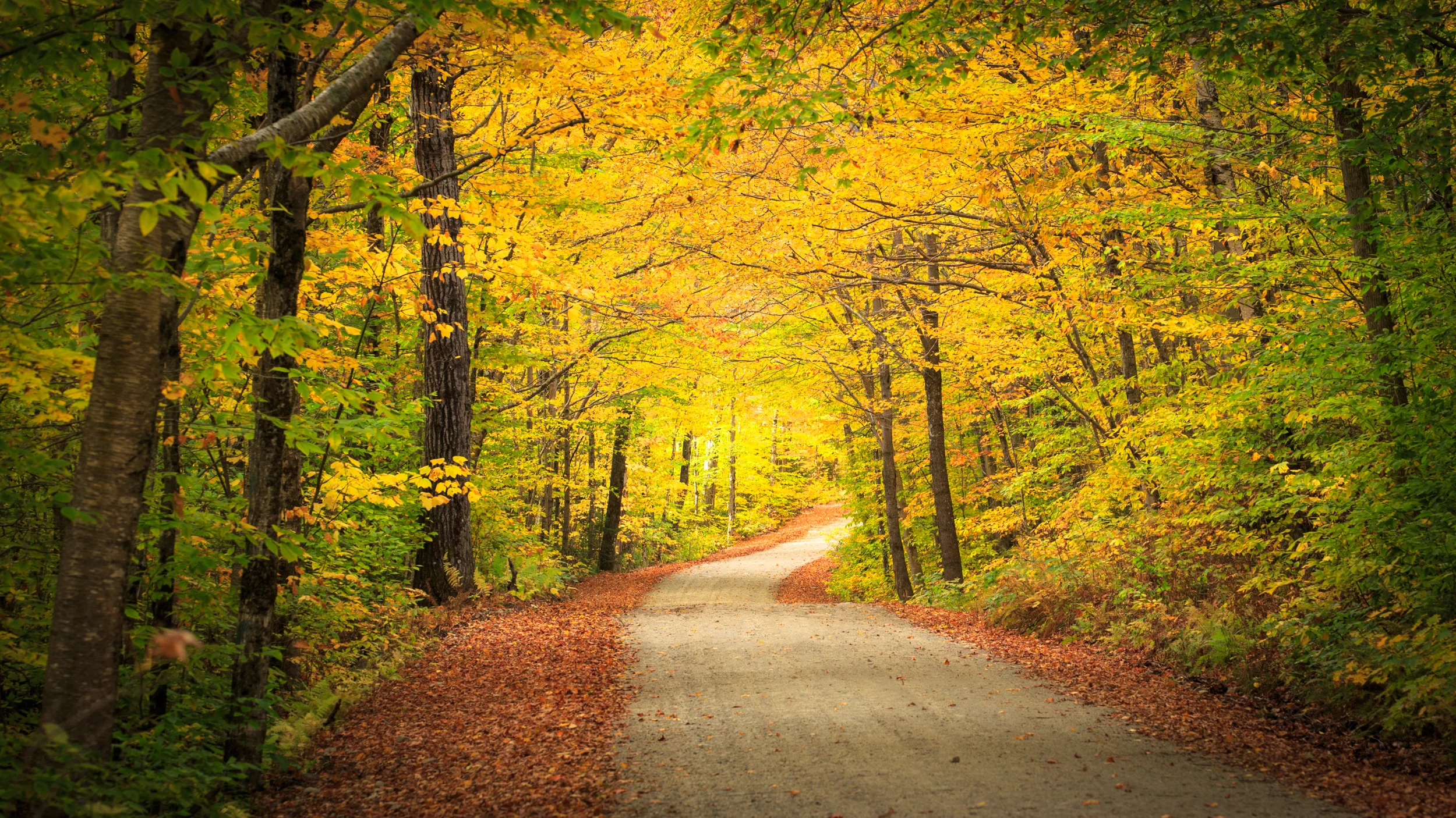 Clifford Pickett Photography Autumn-4.jpg