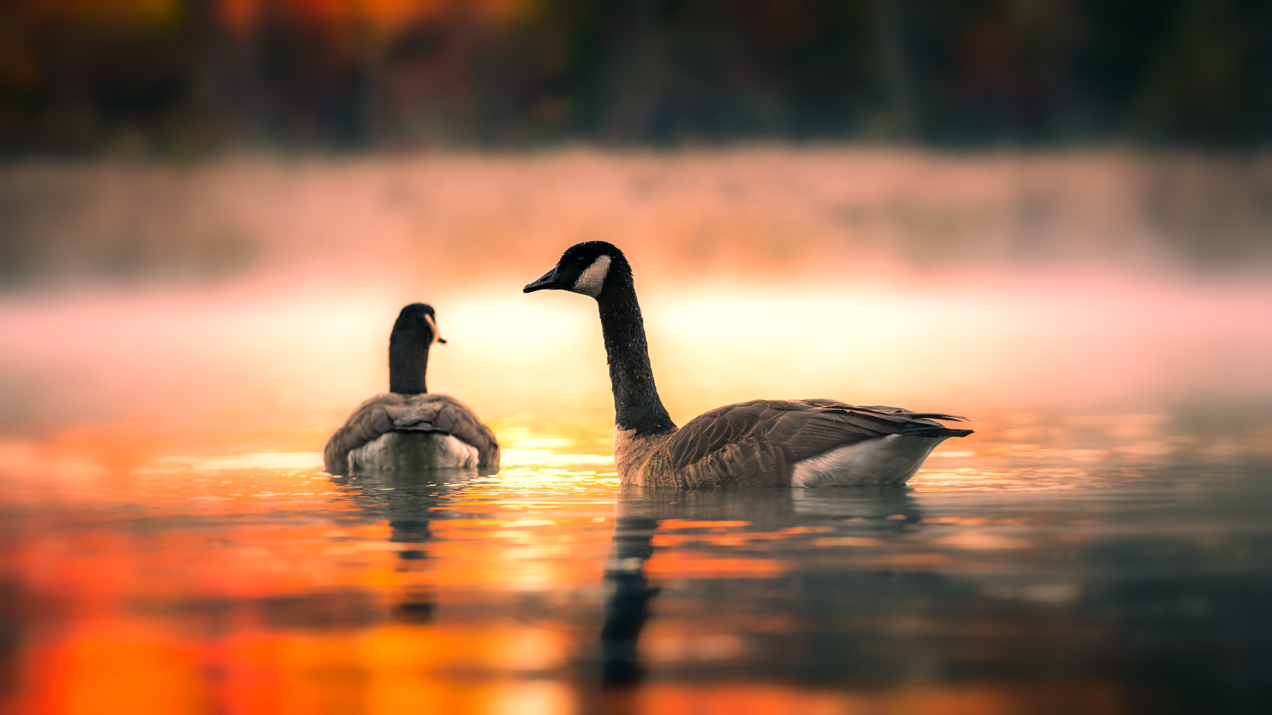 Clifford Pickett Photography Autumn-9.jpg