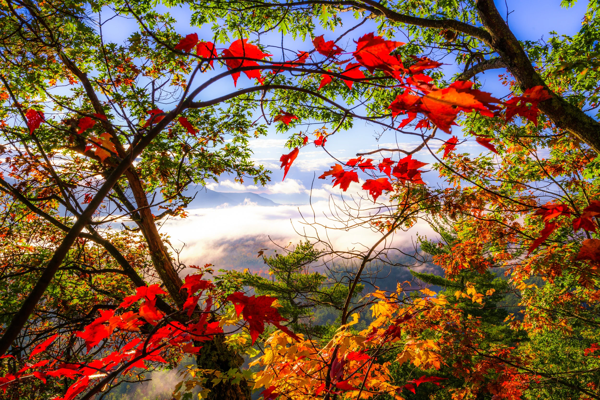 Clifford Pickett Photography Autumn-14.jpg
