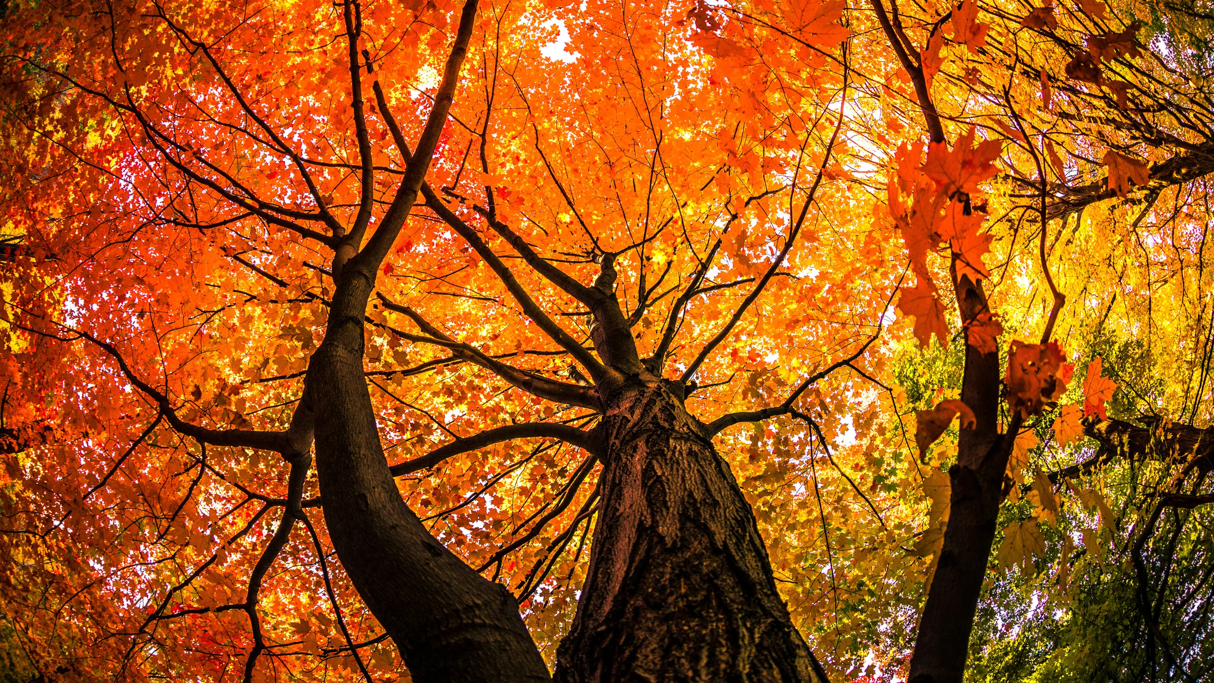 Clifford Pickett Photography Autumn-15.jpg