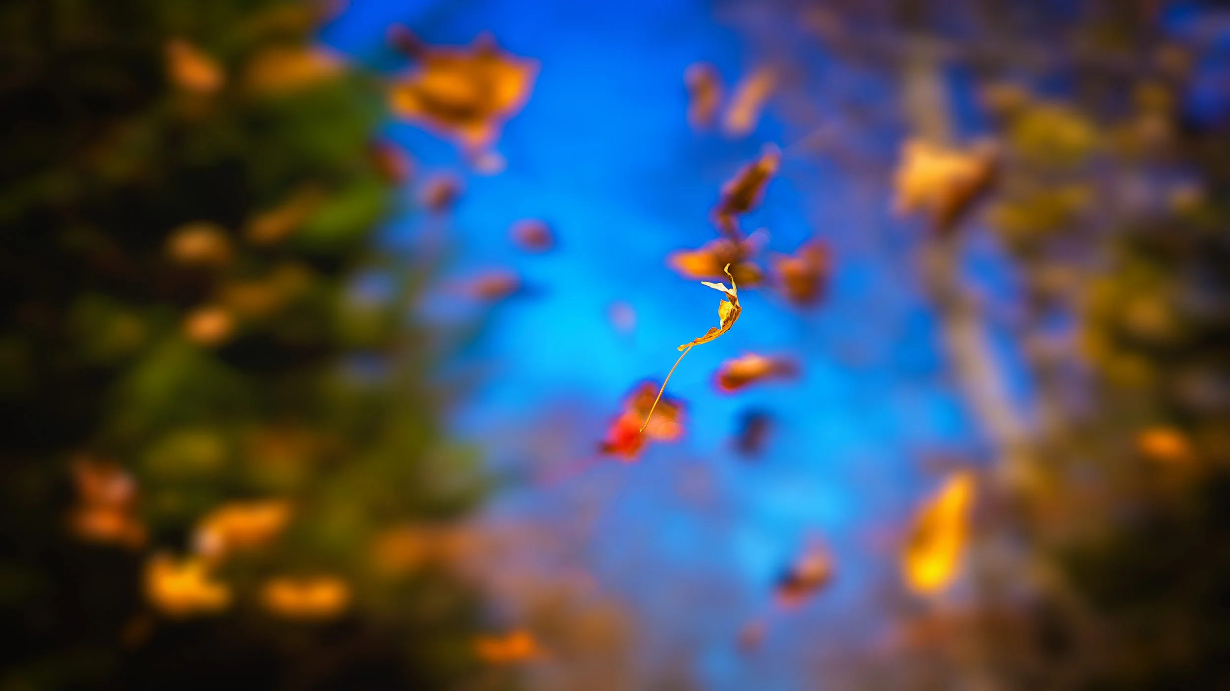 Clifford Pickett Photography Autumn-19.jpg