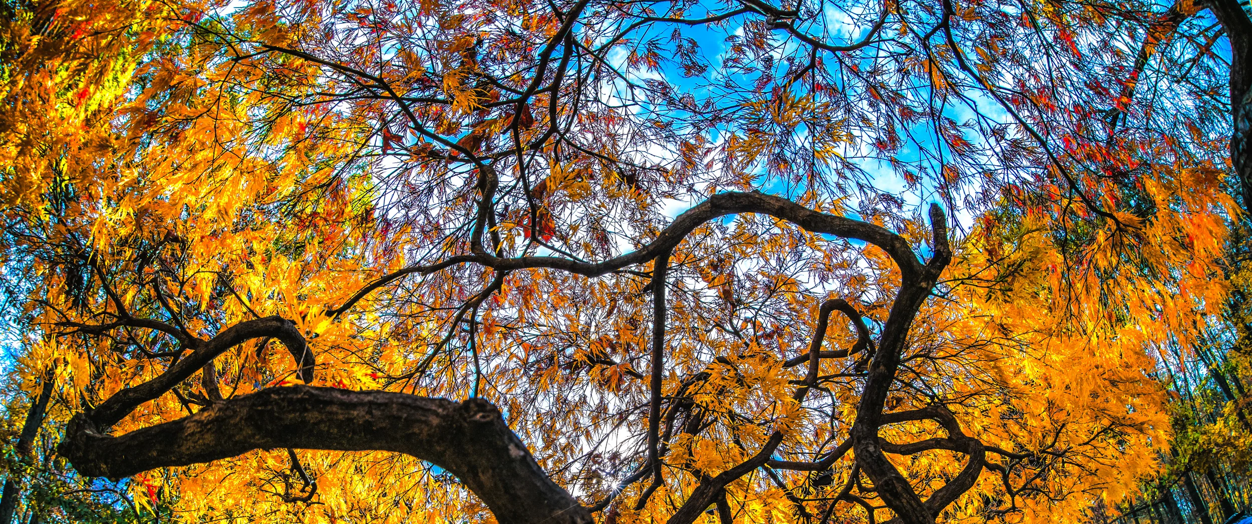 Clifford Pickett Photography Autumn-17.jpg