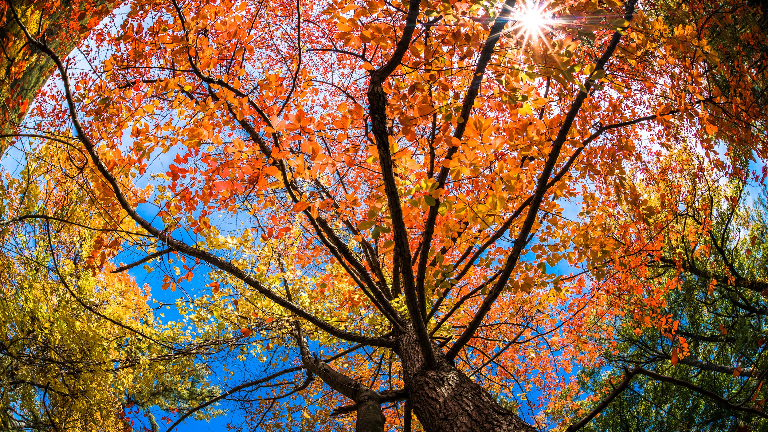 Clifford Pickett Photography Autumn-23.jpg