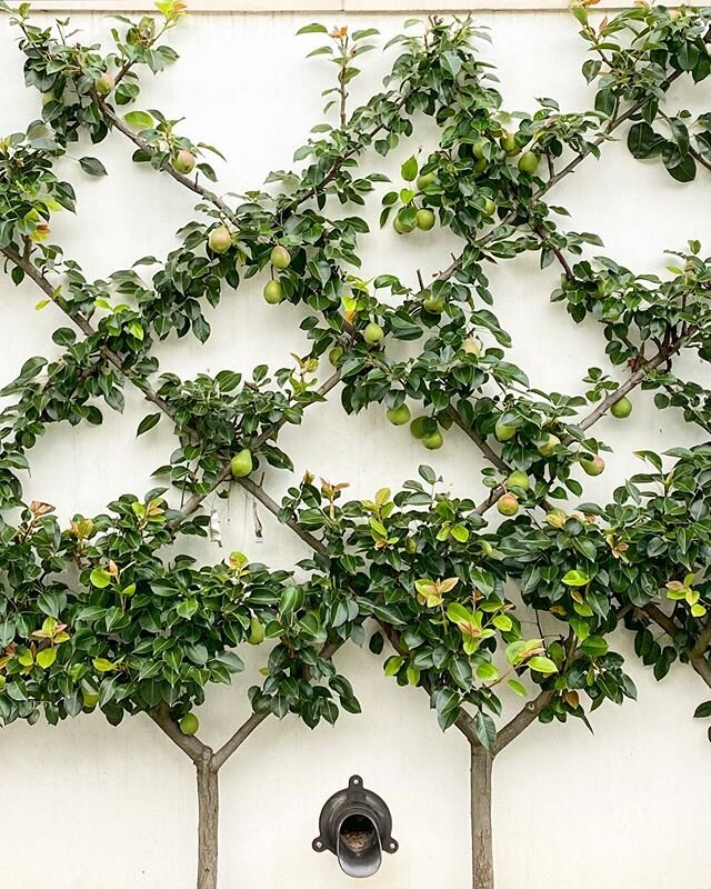 So envious of my neighbors espaliered pear trees! They were gorgeous to begin with but now even more beautiful that the fruit is coming in on the trellis trained branches! #trellistuesday #trellis #espalier #espalierfruittrees #peartree #horticulture