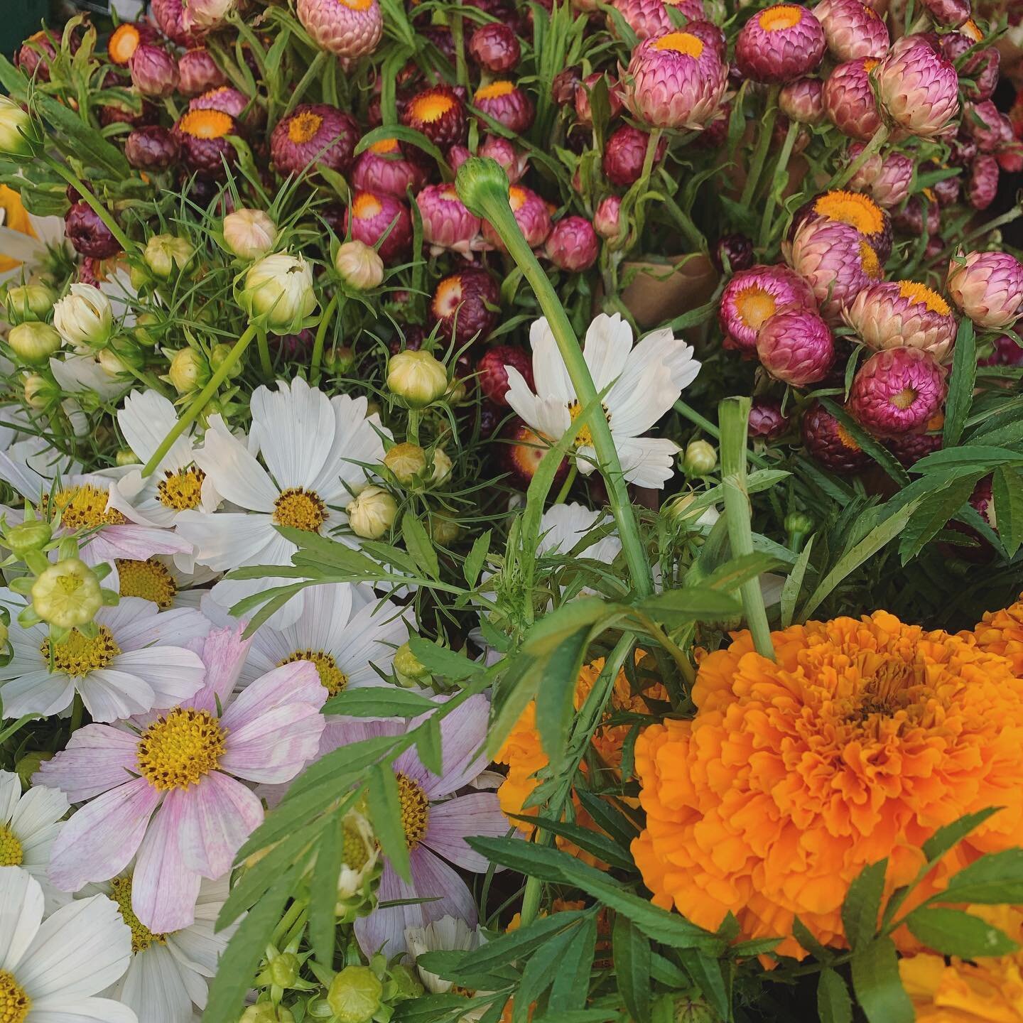 ❤️ Flowers for FL. I hope you + your families are OK. (@littlepondfarm)