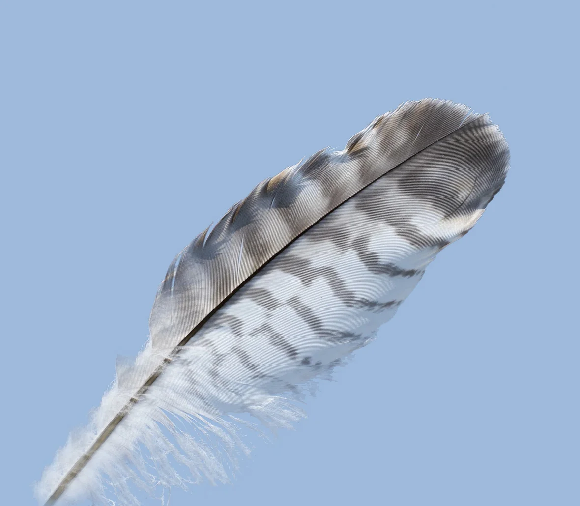 Feather - 001.jpg