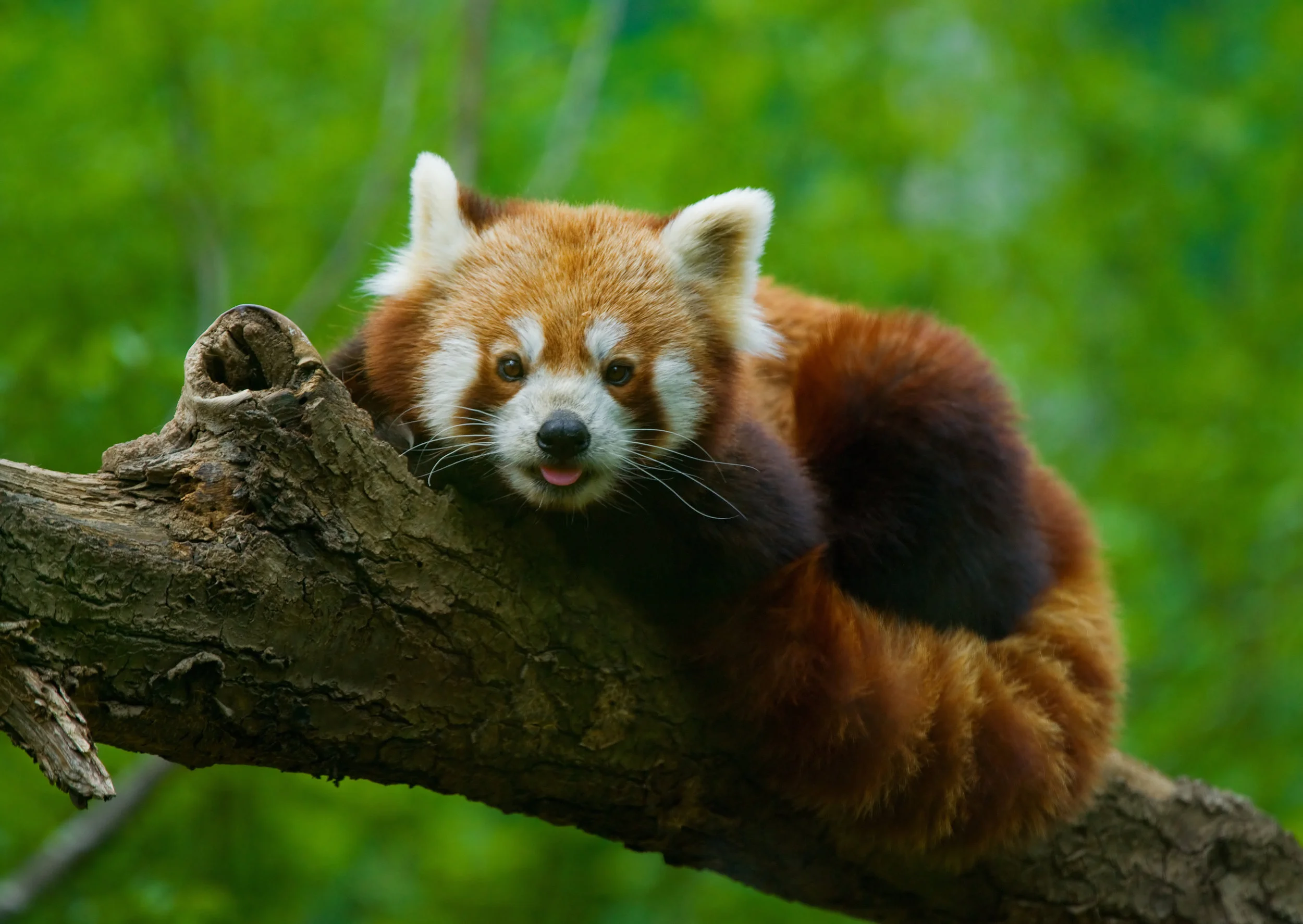red panda in tree.jpg
