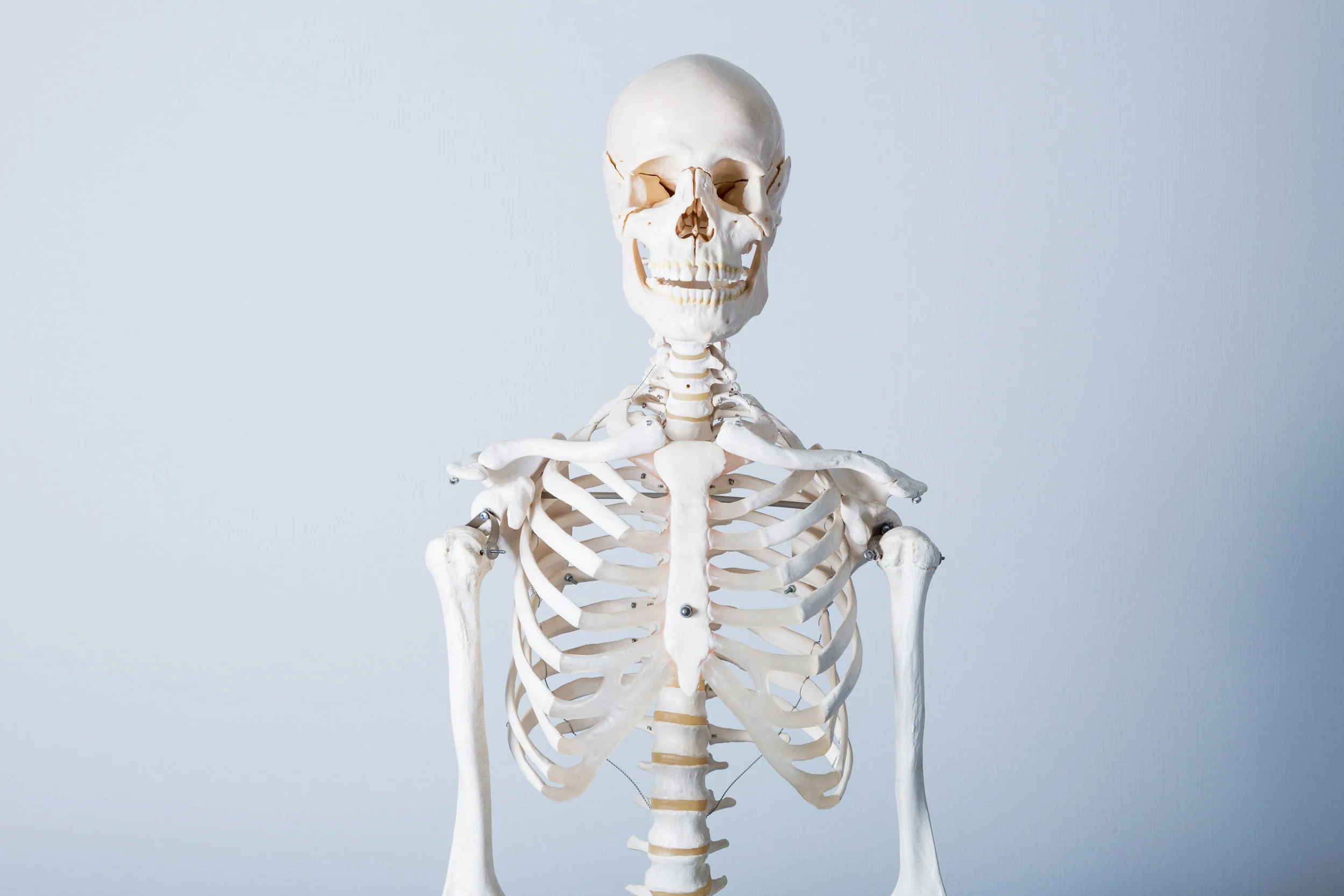 sketleton chiro.jpg