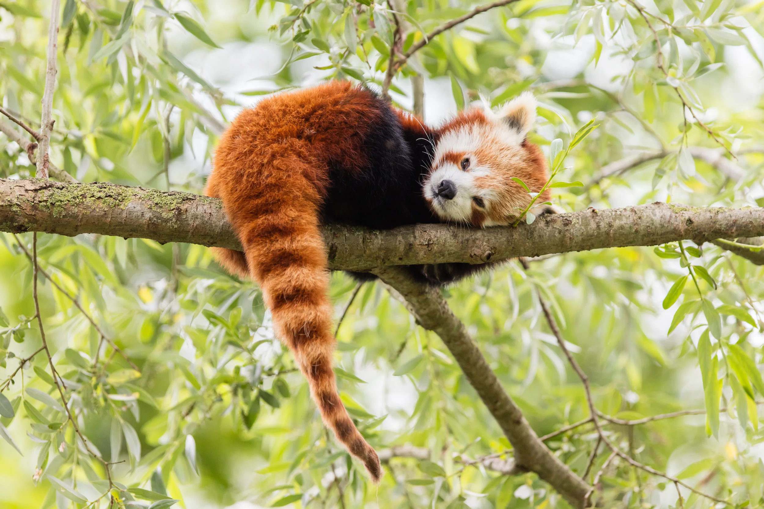 shutterstock_451156951.jpg