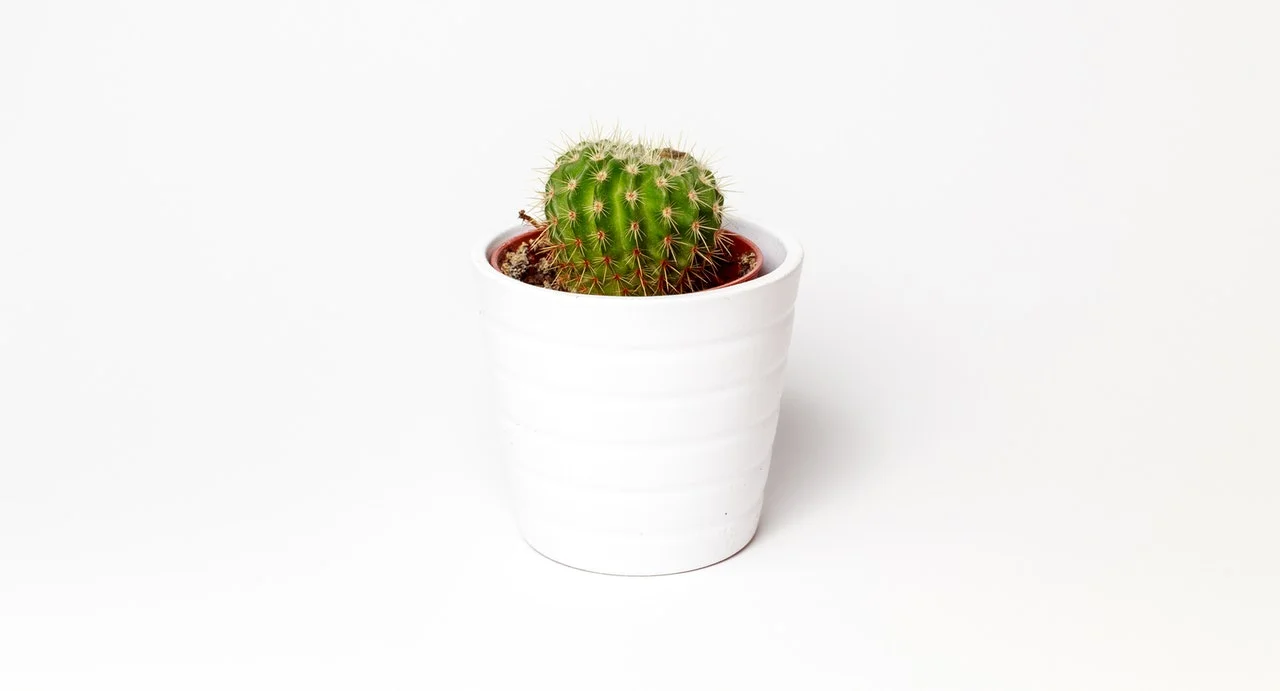 potted plant.jpeg