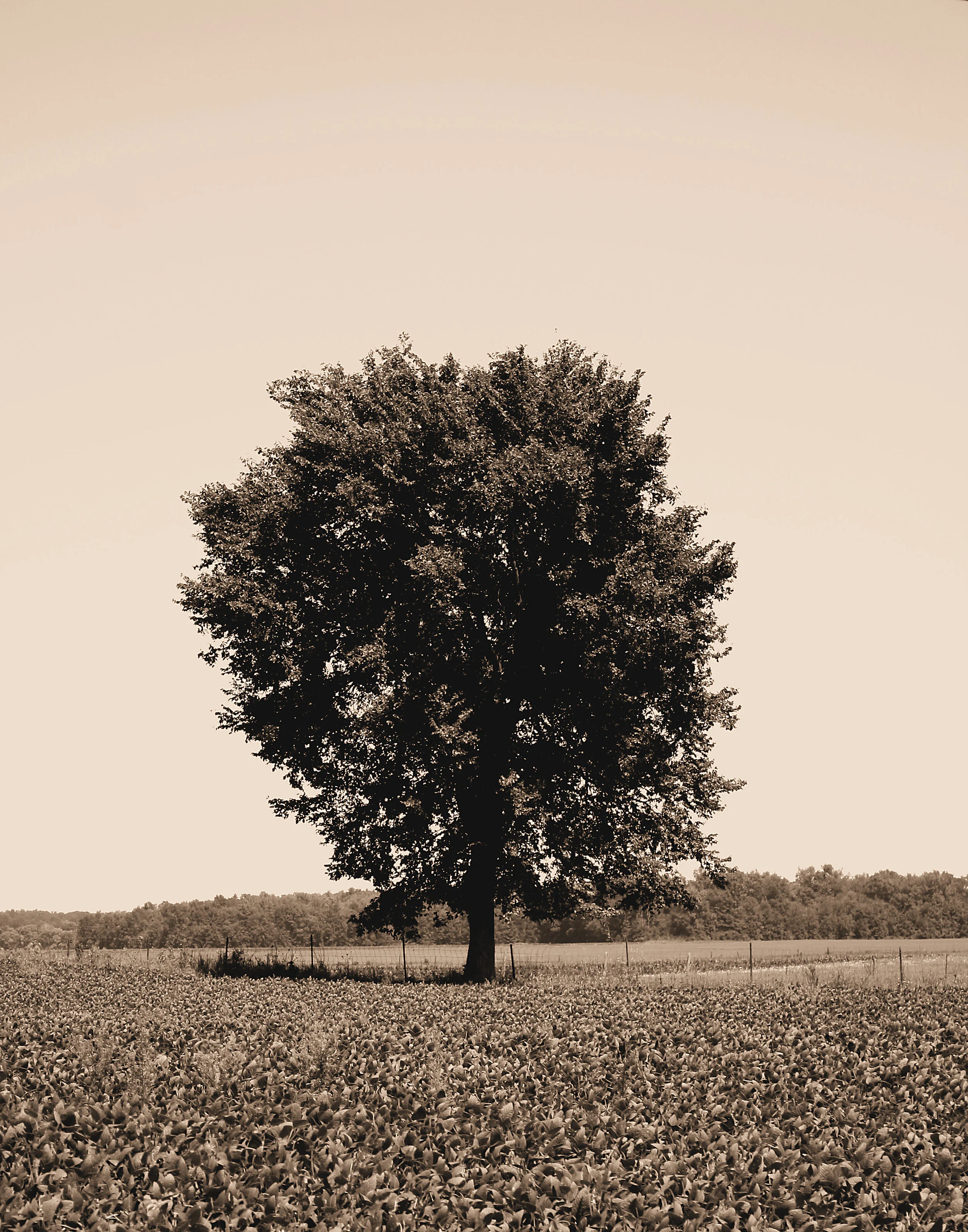lonelytree.jpg