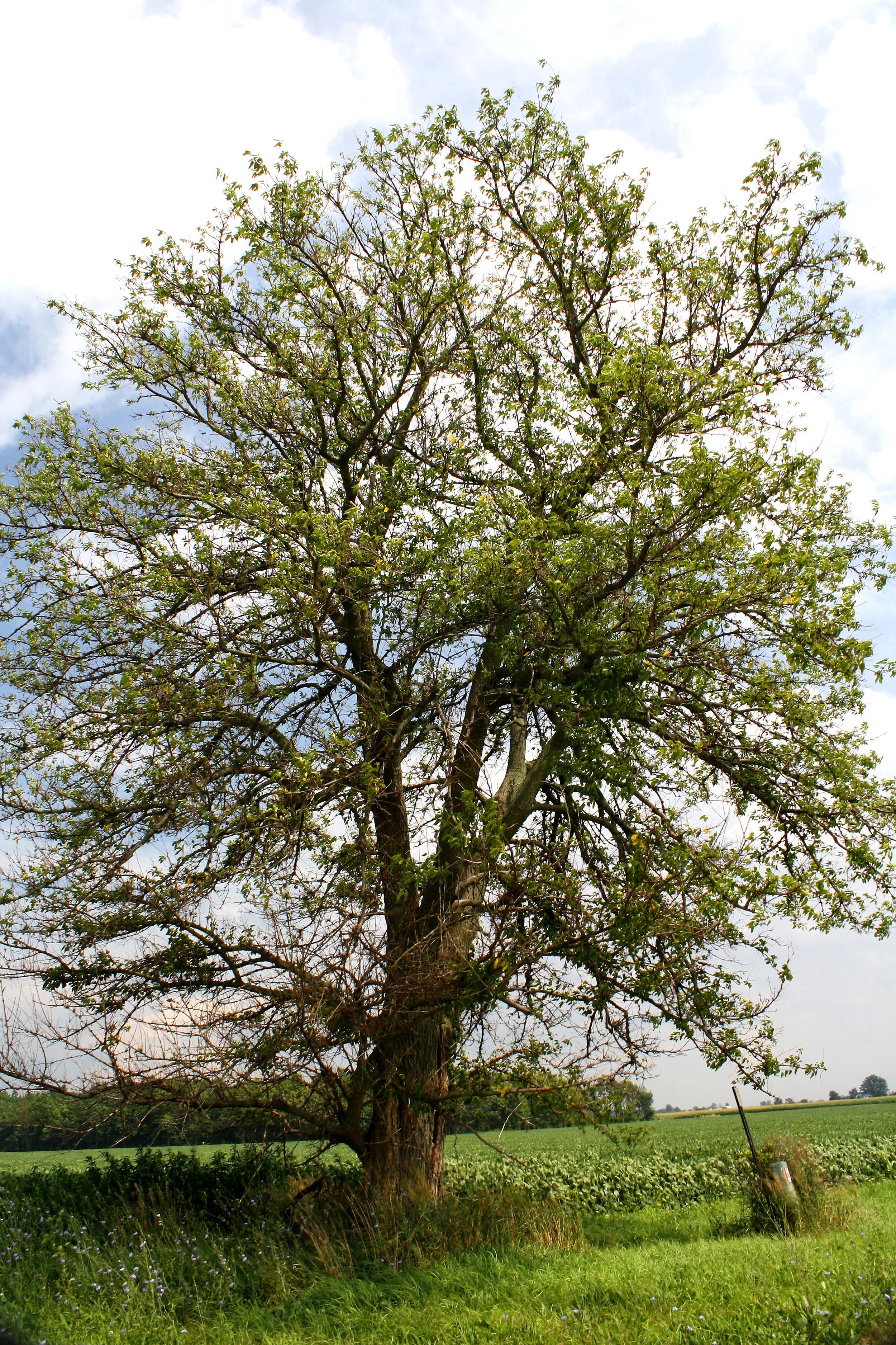 tree.jpg