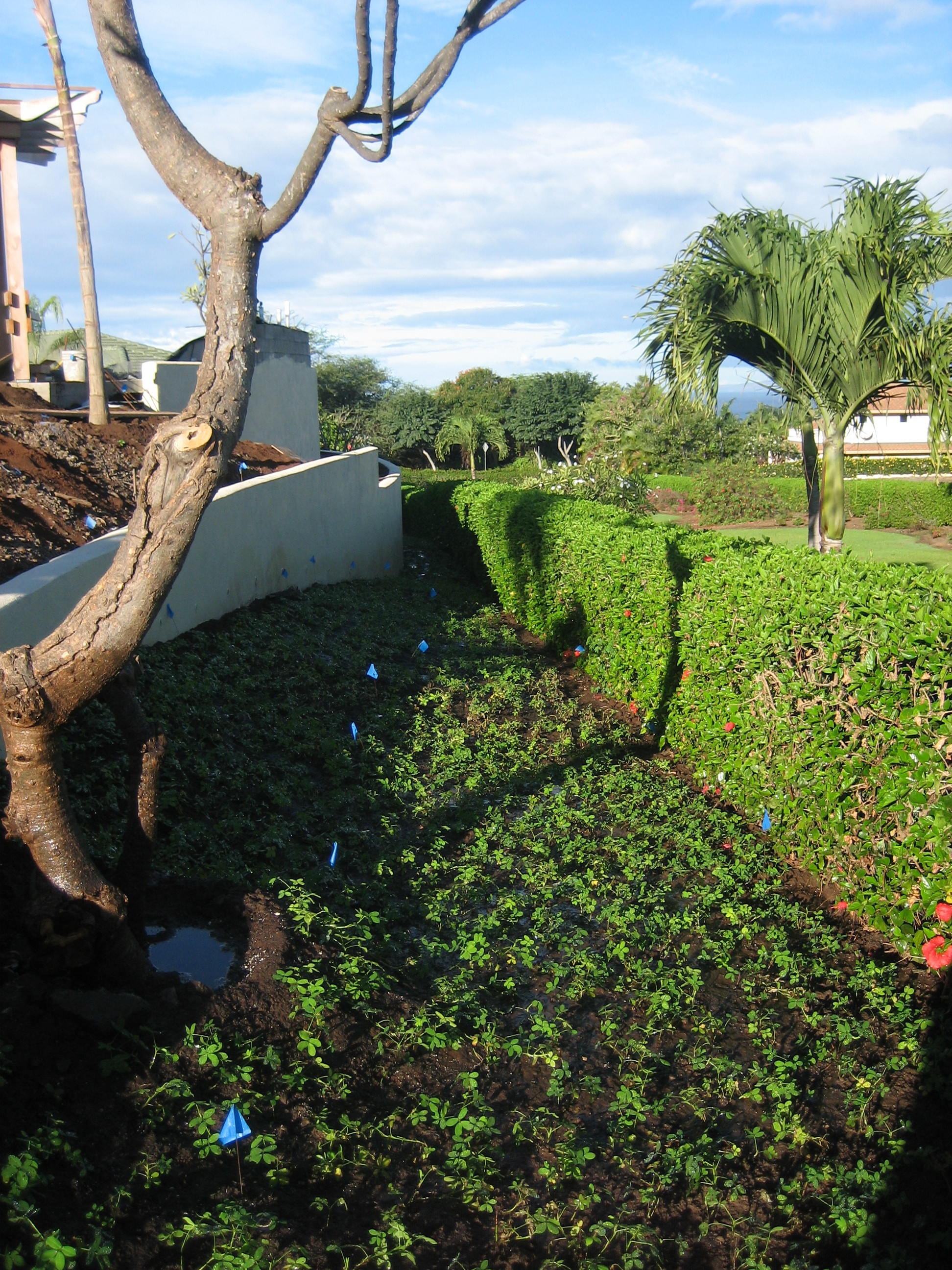 Ground Cover .jpg