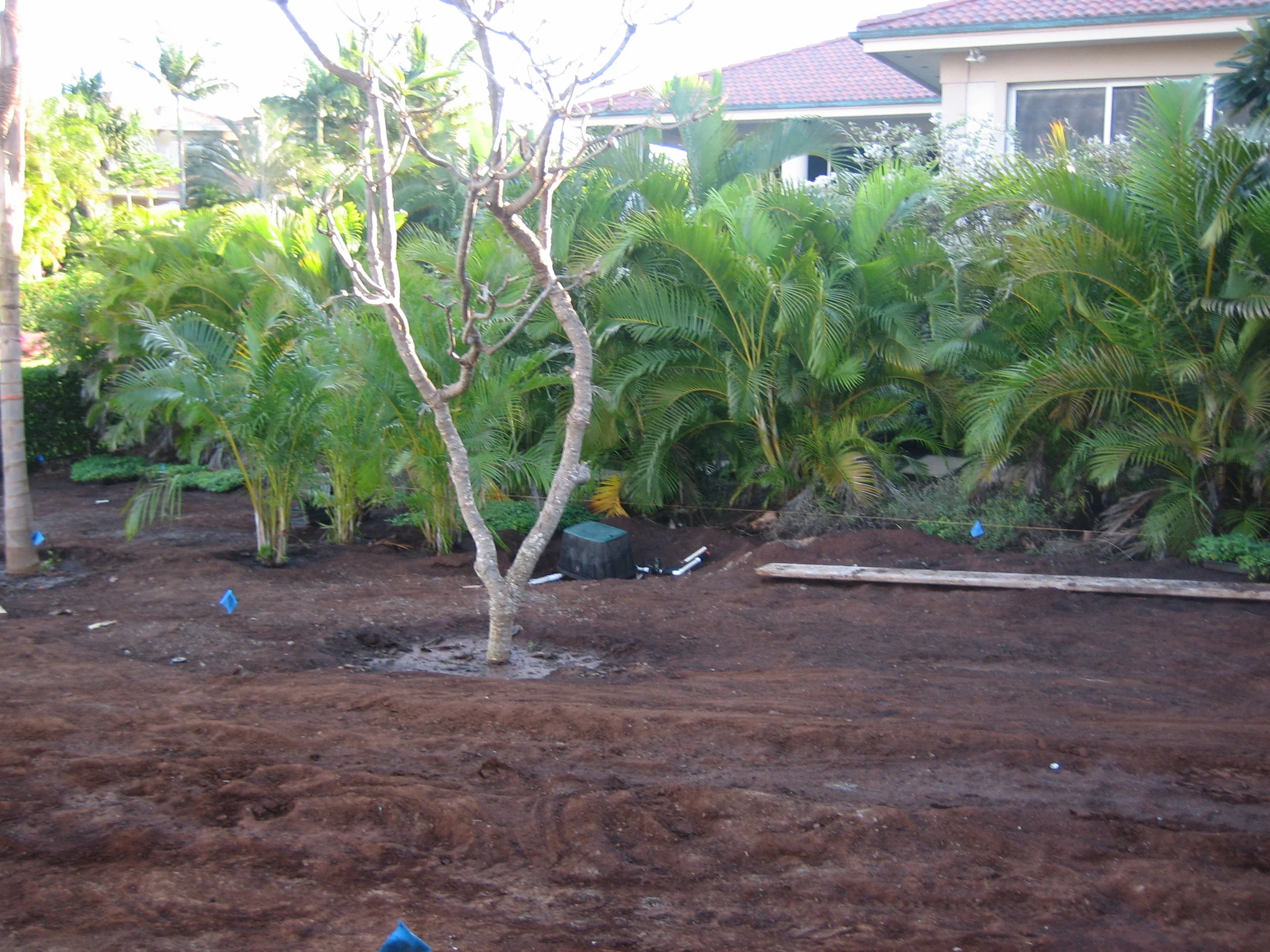 Plumeria Planting.jpg