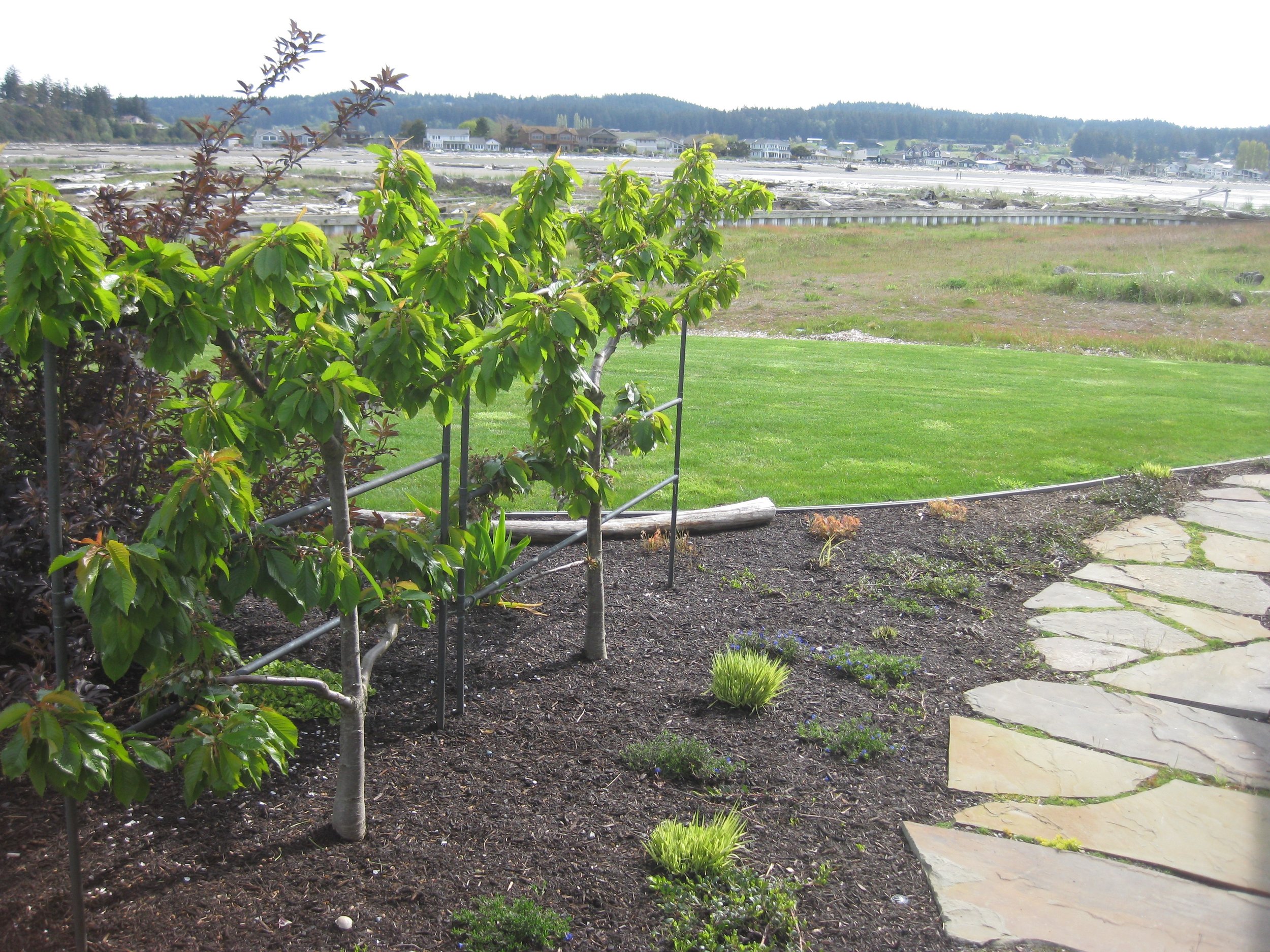 Espalier Fruit Trees.jpg