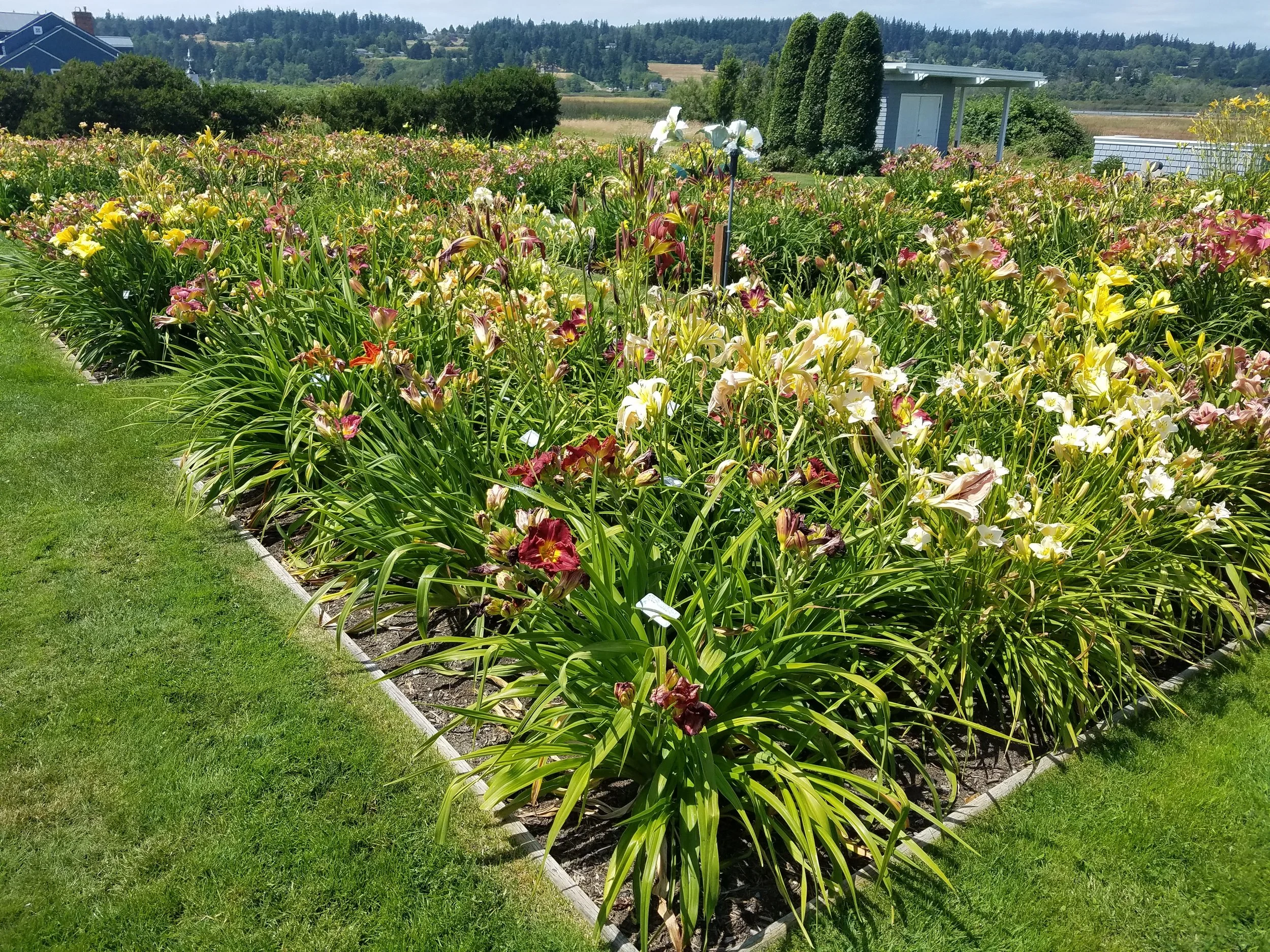 Back Daylilies.jpg