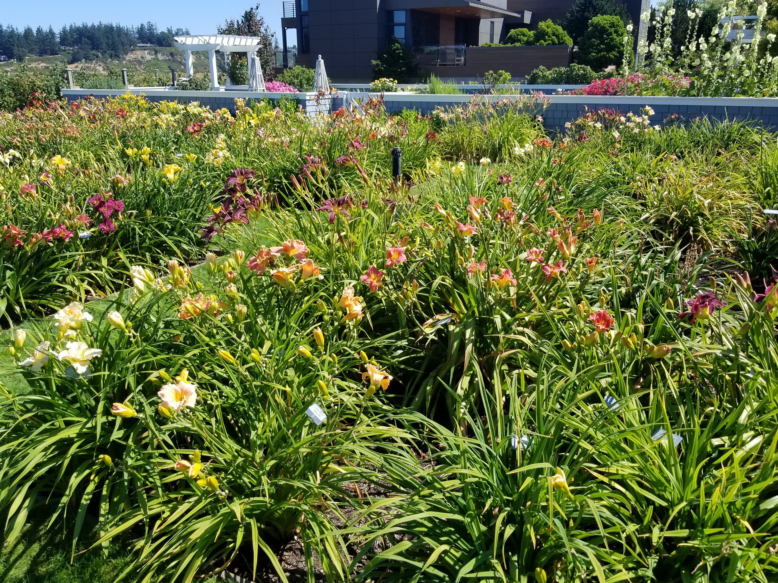 Daylilies Blooming.jpg