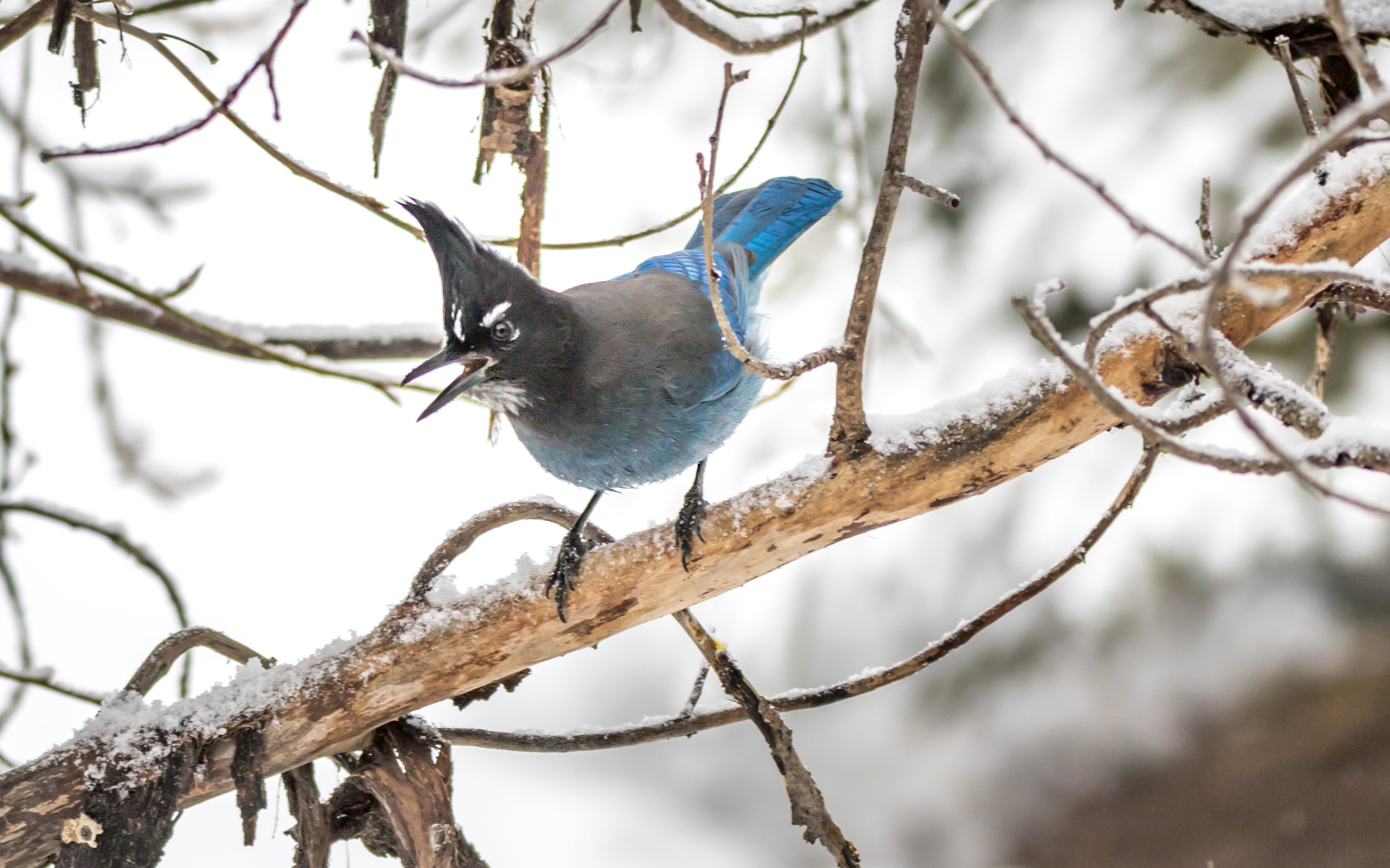 Photography - Winter Steller's Jay