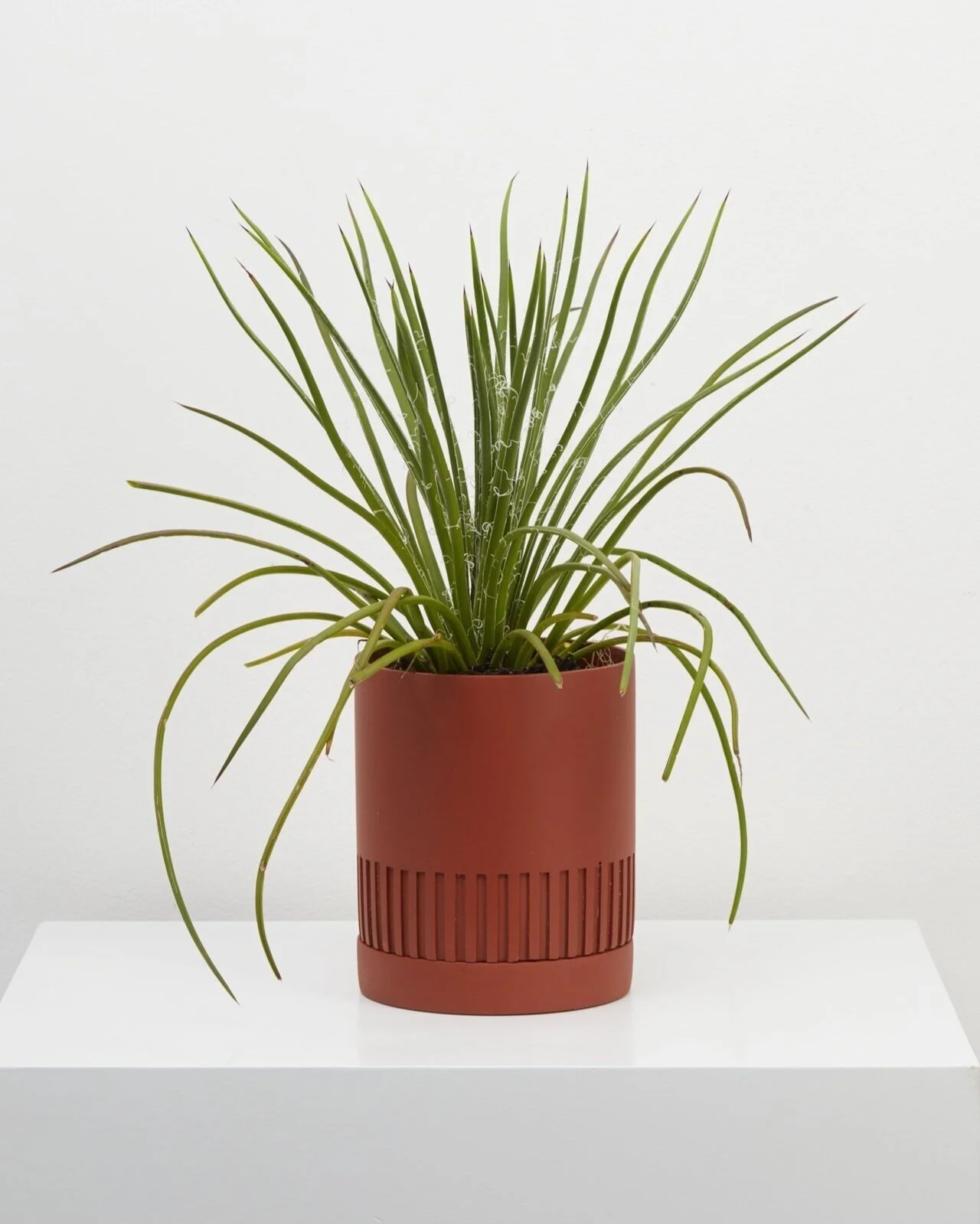 EtchPotTerracottawithplant_1600x.jpg