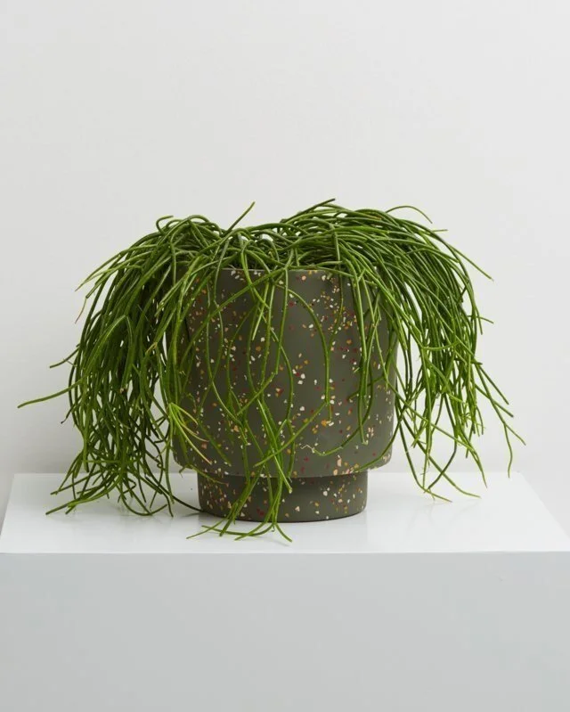 Banjo_Pot_Agave_with_plant_800x.jpg