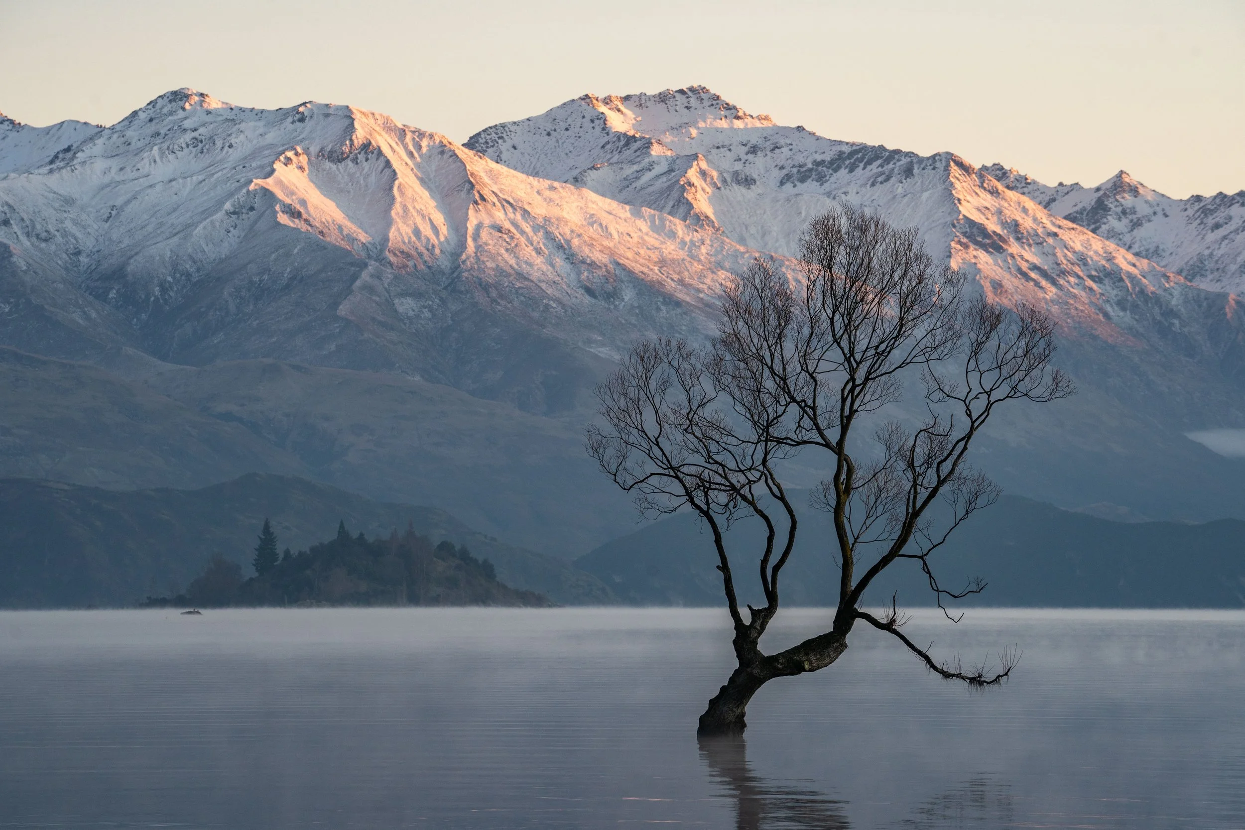 Wanaka Tree-1.jpg