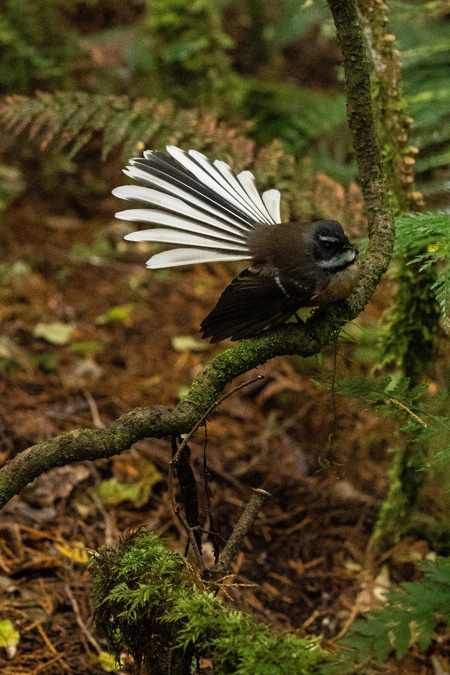 Fantail Shrooms-2.JPG