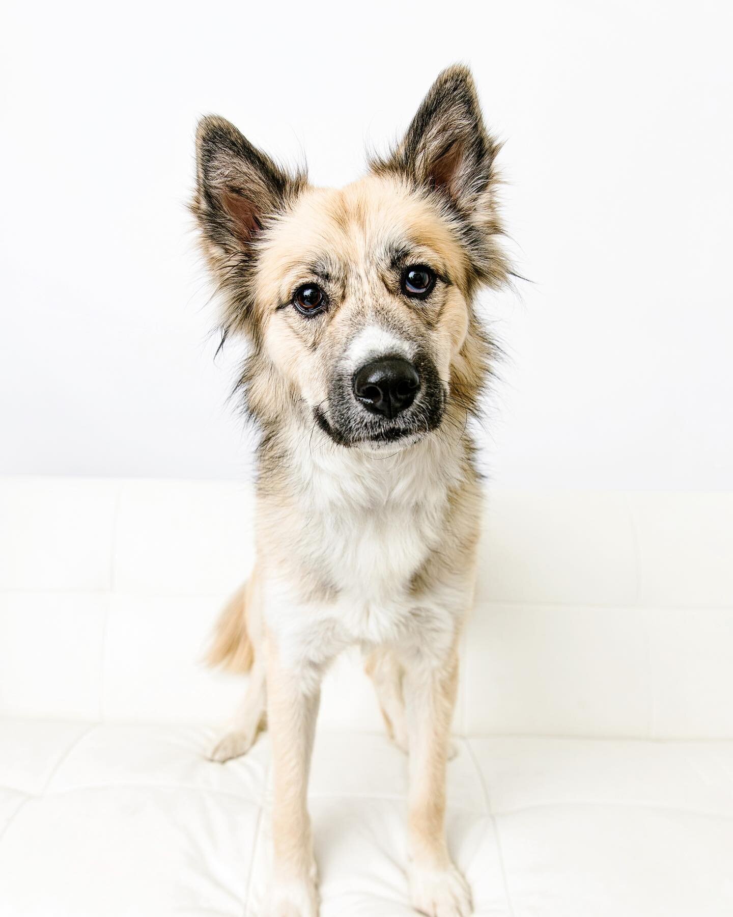 We&rsquo;ve got another pop-up!

This Sunday 3/12 at our favorite @inboundbrewco 📷🐶💗

We&rsquo;ll be doing 15 minute mini sessions from noon-4pm! Minis are $50 and include one digital photo that you get to choose right away! I mean, you can choose