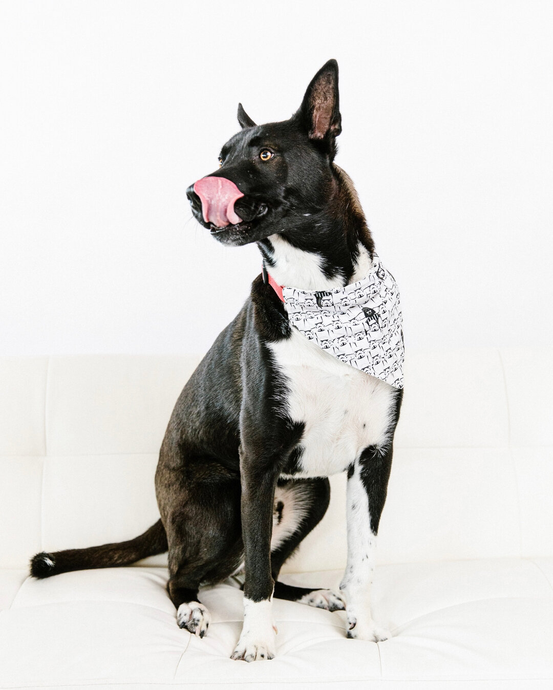 Happy Tongues Out Tuesday! Love, Cass​​​​​​​​
​​​​​​​​
 #tonguesouttuesday #tot #tongueouttuesday #tonguesout #puppy #doglife #cute #tongue #dogsofinsta #adoptdontshop #dogslife #happydog #dogstagram #dogphotographer #dogsofmn #dogsofstpaul #dogsofms