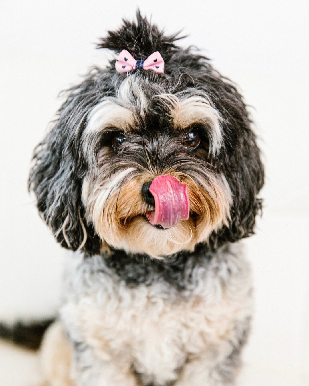 Happy #tonguesouttuesday! Love, Lily ❤️​​​​​​​​​​​​​​​​​
​​​​​​​​
 #tonguesouttuesday #tot #tongueouttuesday #tonguesout #puppy #doglife #cute #tongue #dogsofinsta #adoptdontshop #dogslife #happydog #dogstagram #dogphotographer #dogsofmn #dogsofstpau