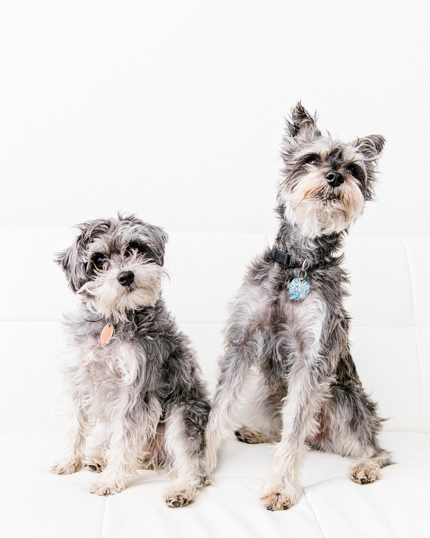 Happy #nationalpuppyday 🥳 I&rsquo;m on vacation in Italy, but that didn&rsquo;t stop me from celebrating: swipe ➡️ to see a couple good bois I saw today 💗

#dogstagram #dogportrait #dogphotographer #dogsofmn #dogsofstpaul #dogsofmsp #dogphotography