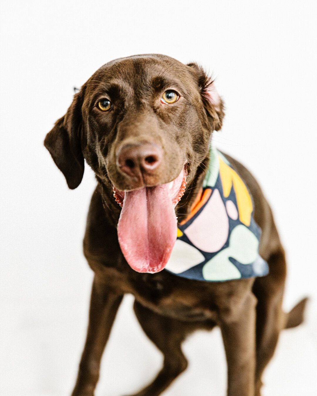 Happy #tonguesouttuesday! Love, Frankie May​​​​​​​​​​​​​​​​​​​​​​​​​
#tot #tongueouttuesday #tonguesout #puppy #doglife #cute #tongue #dogsofinsta #adoptdontshop #dogslife #happydog #dogstagram #dogphotographer #dogsofmn #dogsofstpaul #dogsofmsp #dog