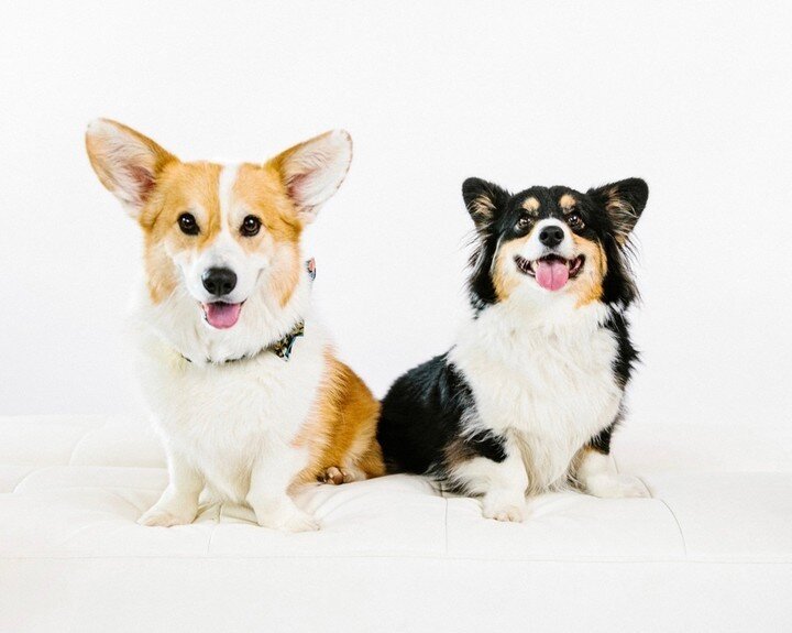 If you come to this Sunday's Dog Portrait Pop-Up at @inboundbrewco with your bestie and their pup, we can 💯 get some shots of your pups together!​​​​​​​​​
We'll be doing 15 minute mini sessions from noon-4pm! Minis are $50 and include one digital ph