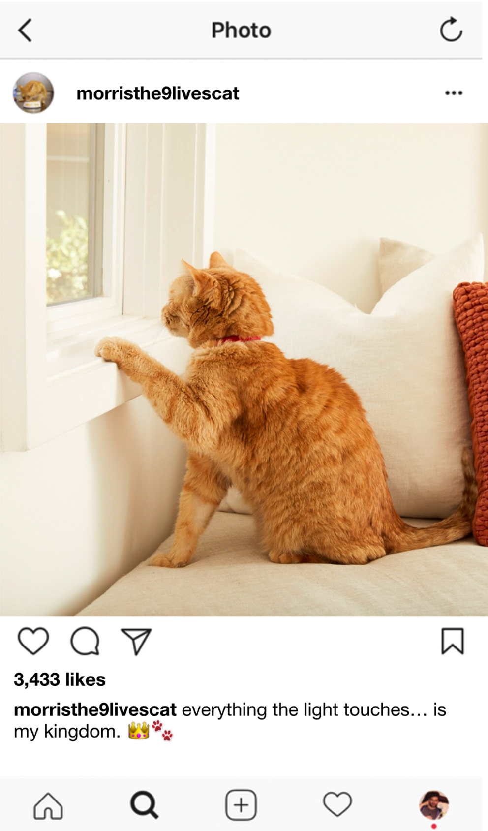 MorristheCat_InstagramGold__0008_Screen Shot 2017-08-29 at 4.27.37 PM.jpg