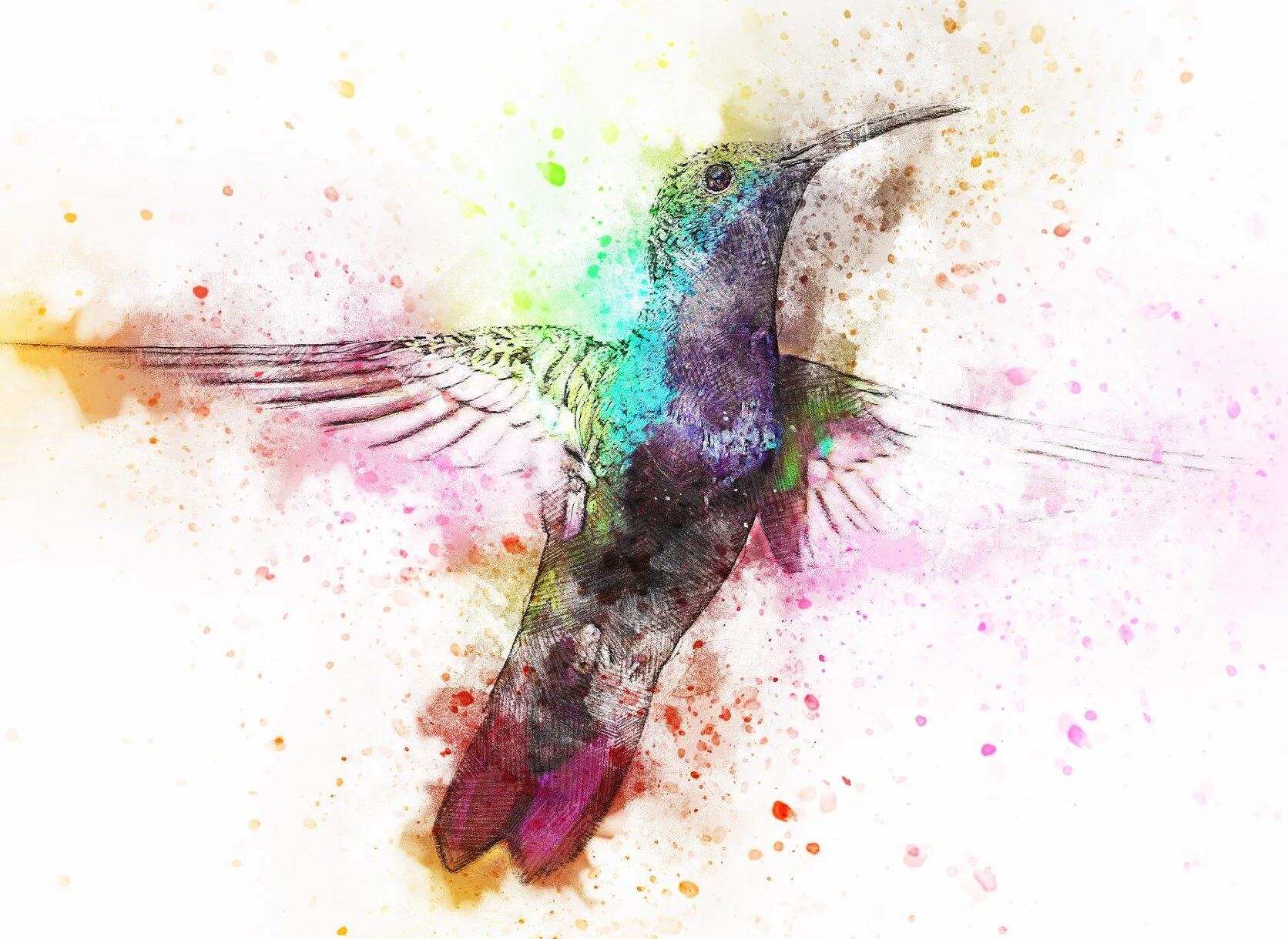 bird-2622395_1920.jpg