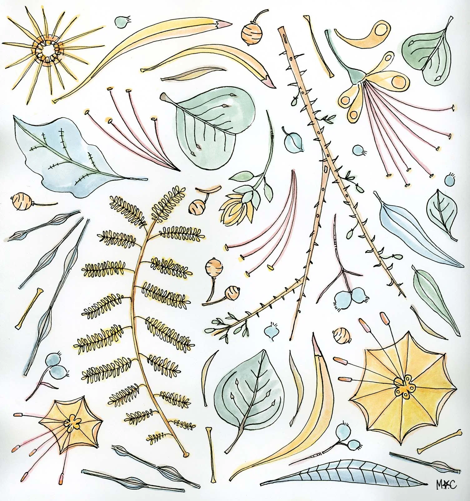 MCFloral Drawing JT1_webSM.jpg