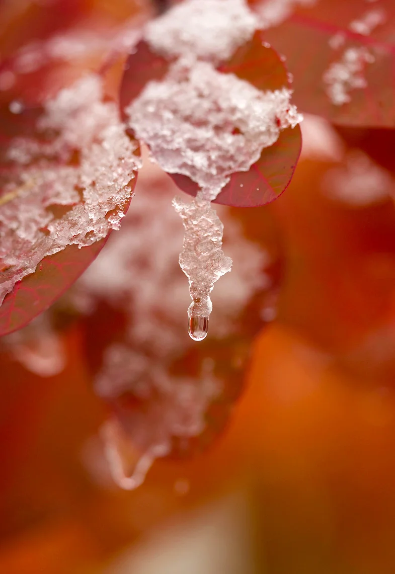 SnowPlants1Blog.jpg