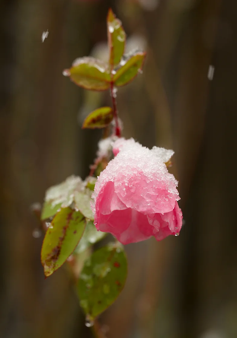 SnowPlants2Blog.jpg