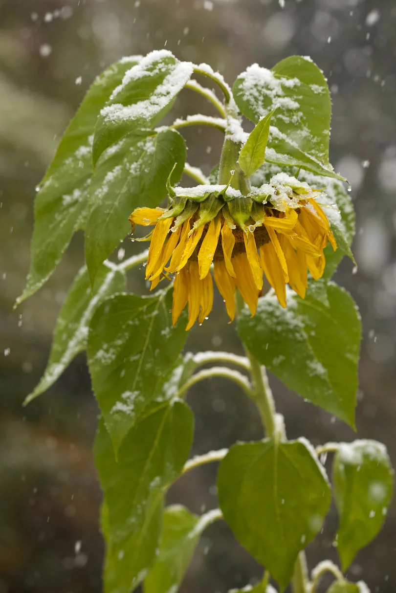 SnowPlants9Blog.jpg