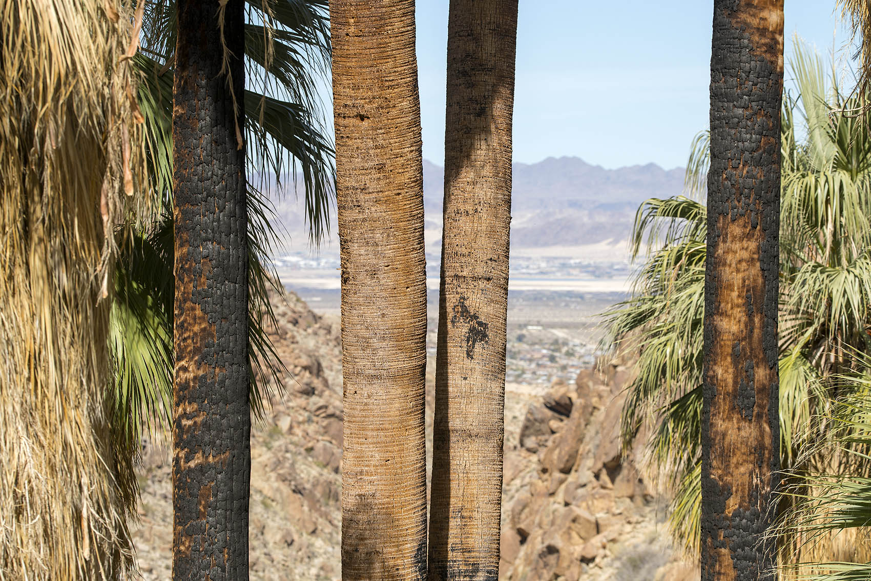 kick spark 49 palms hike 7.jpg