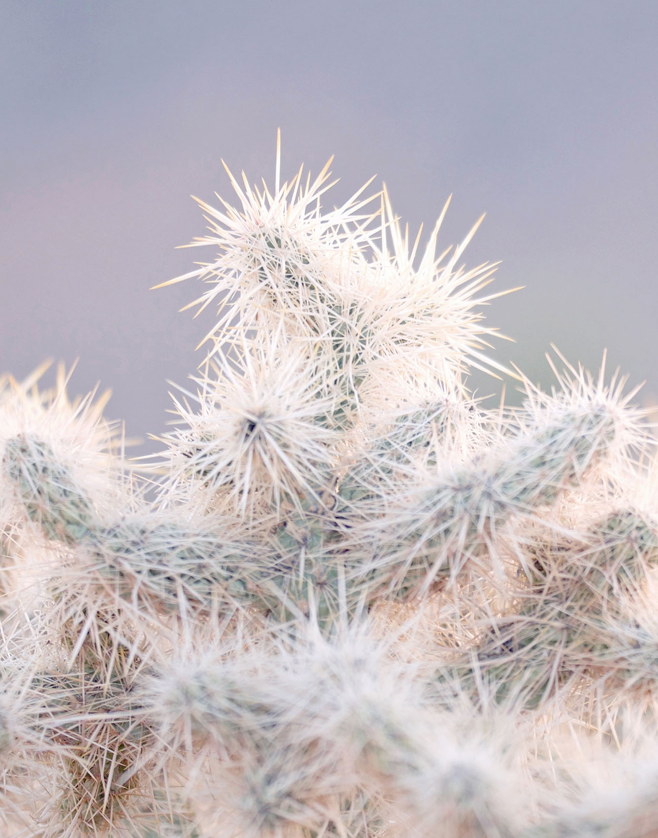 joshua_tree_cactus2a_kick_spark©.jpg