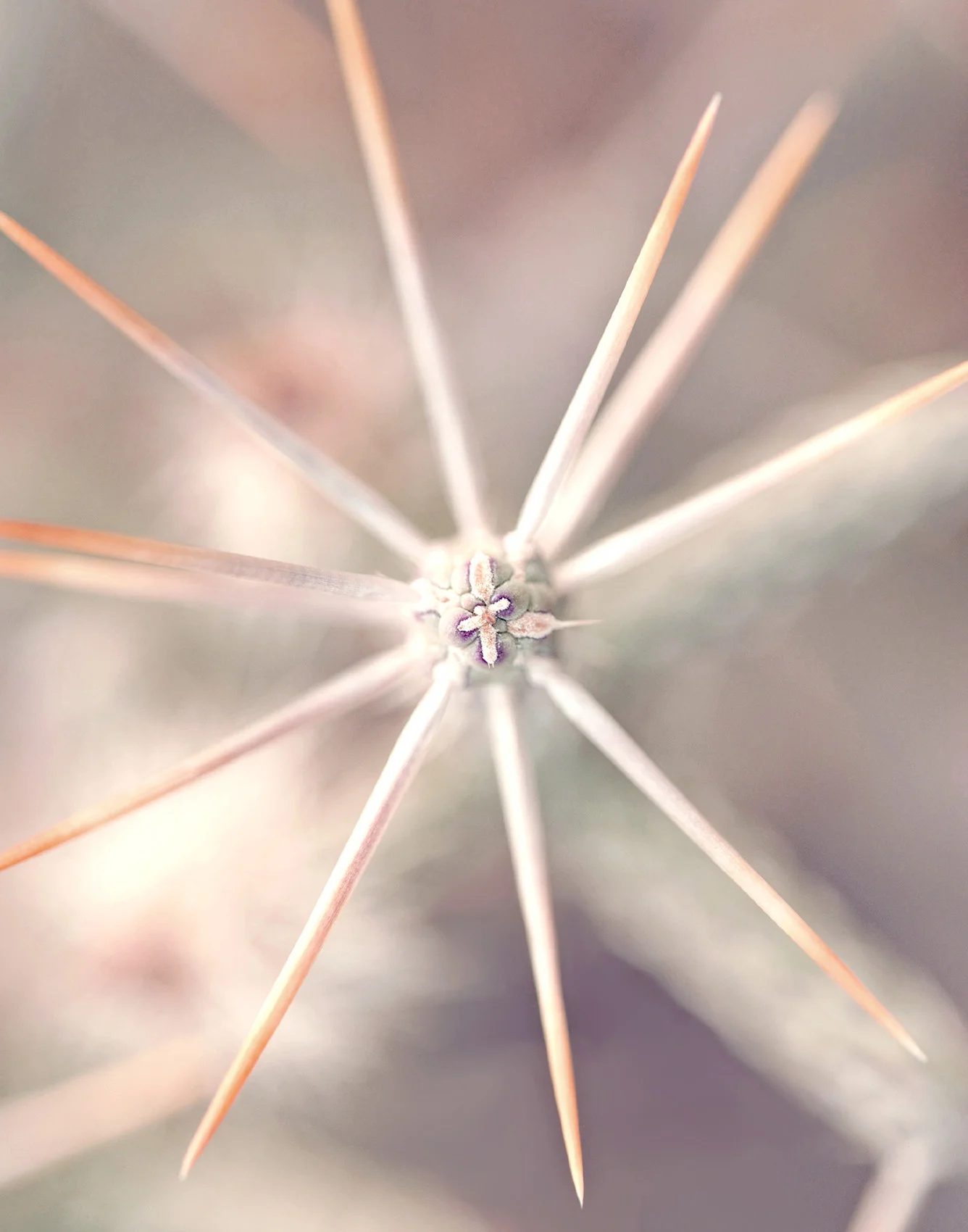 joshua_tree_cactus1a_kick_spark©.jpg