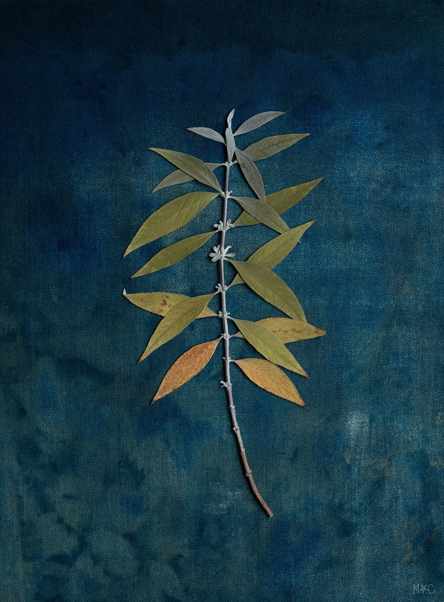 Ombre Leaves