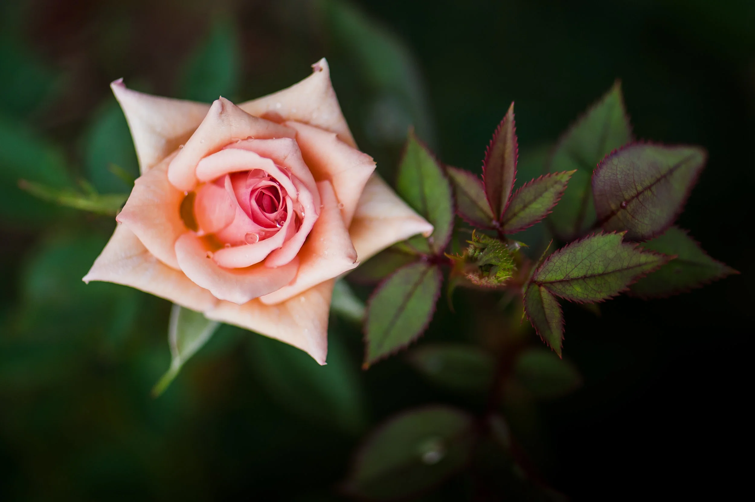 DSC_6451.jpg