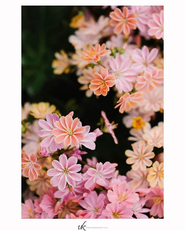 I have a good day today. How about you? 😃

#canonusa#flowers#fortcollinsphotographers#coloradoportraitphotographer#spring#colorado#naturephotography#goodday