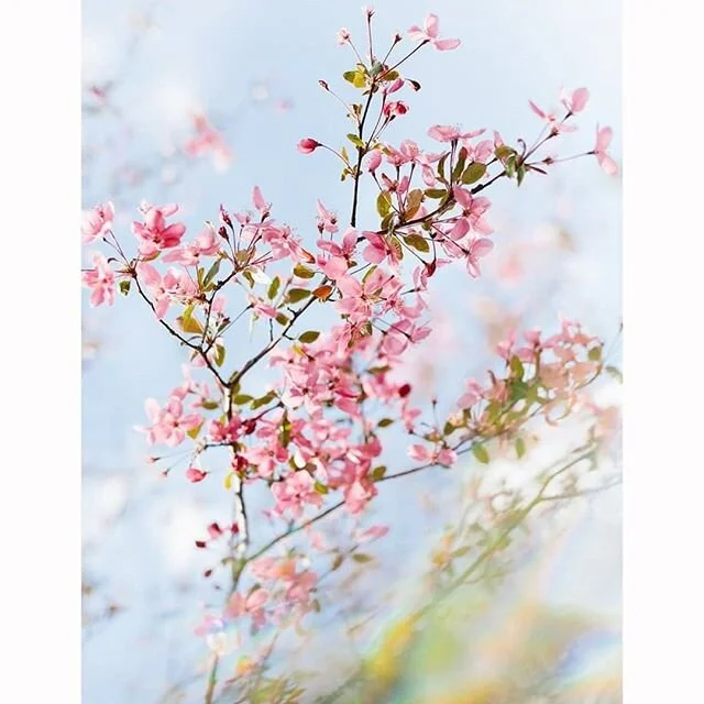 Happy Mother's Day to all of the beautiful moms! 😃😘❤ #fortcollinsphotographers#flowers#mothersday#naturephotography#pink#notherncoloradophotographer#colorado#may#spring#fortcollinsartists#fortcollins#wallprints