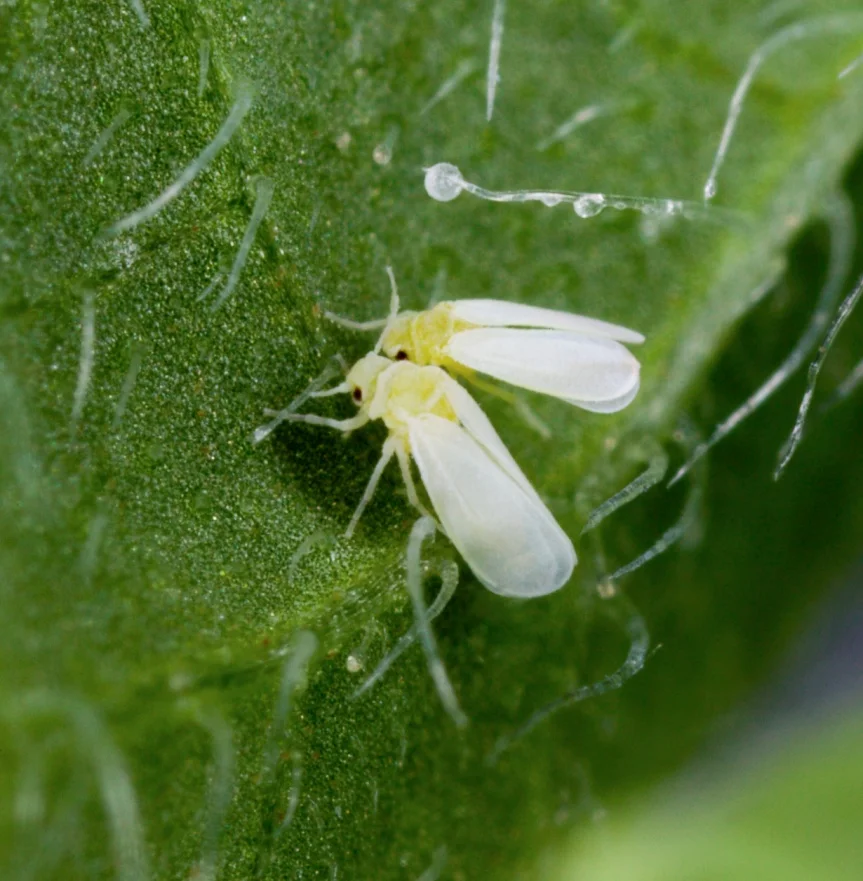Figura 1. Bemisia tabaci . Fotografía: Stephen Ausmus, USDA